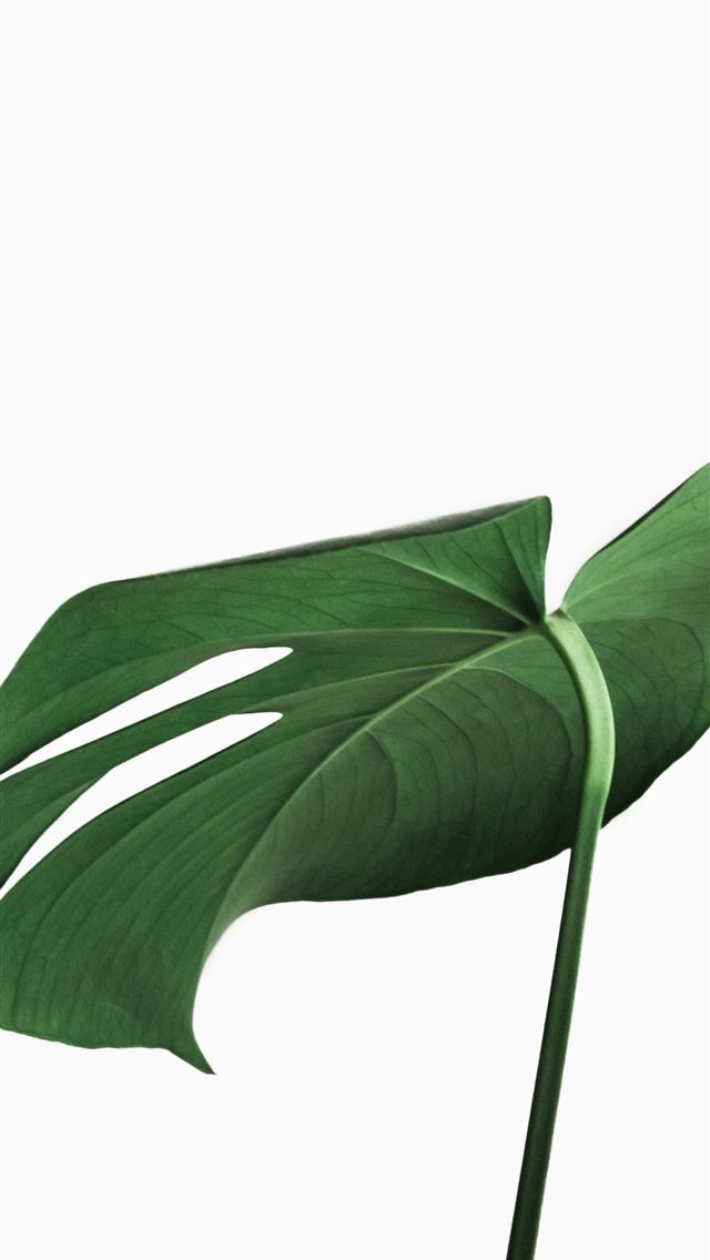1290x2796 green leaf plant on white background - leaf iPhone Wallpaper