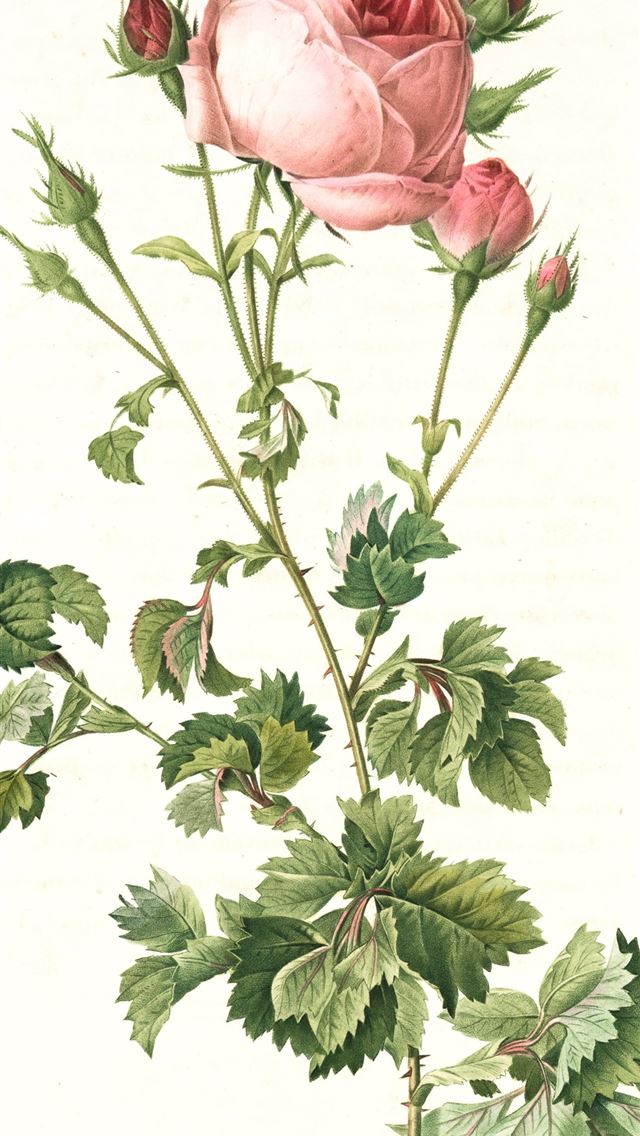 1290x2796 pink rose with green leaves - illustration iPhone Wallpaper