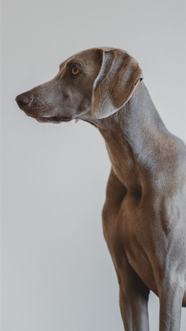 1290x2796 short coated gray dog -  iphone 14 Wallpaper