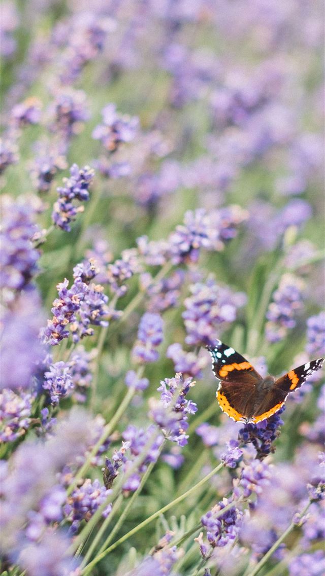 1290x2796 brown black and white butterfly on purple petaled ... - butterfly iPhone Wallpaper