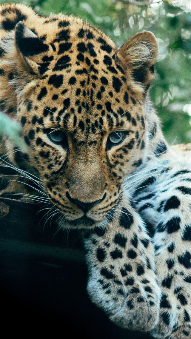 1290x2796 brown leopard near trees - animal iPhone Wallpaper