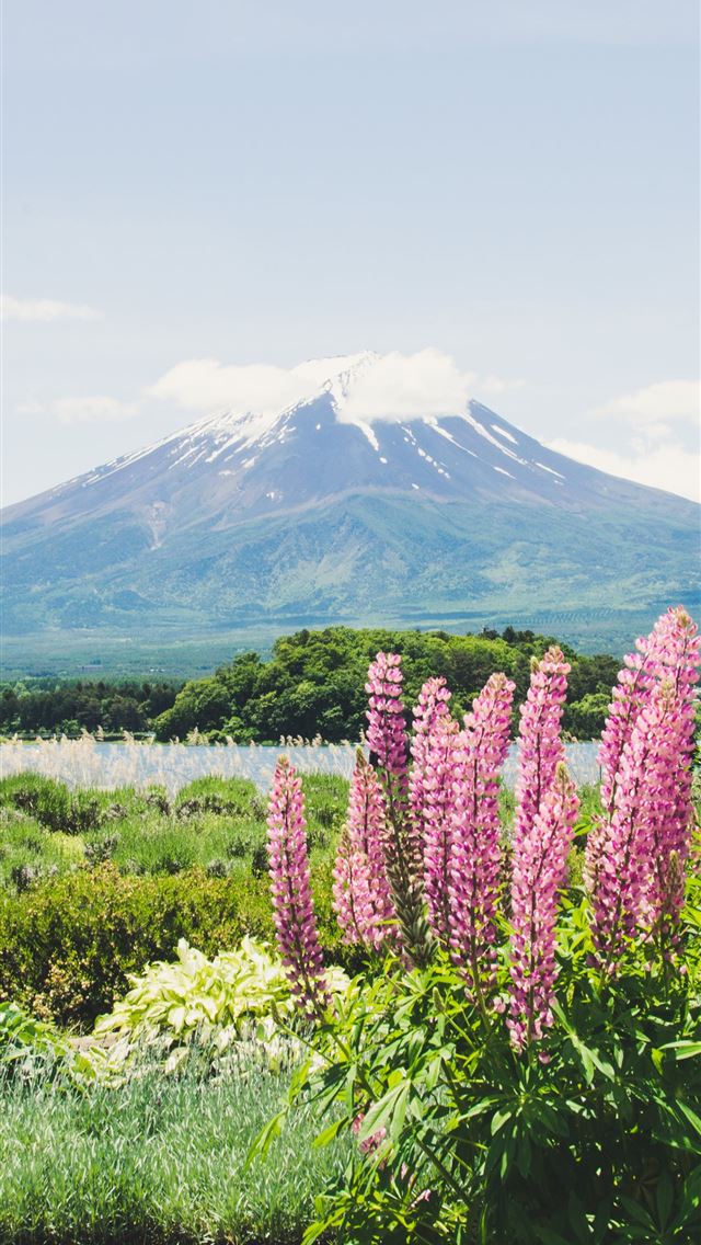 1290x2796 green leafed plant with pink flowers surrounded by... - beautiful iPhone Wallpaper