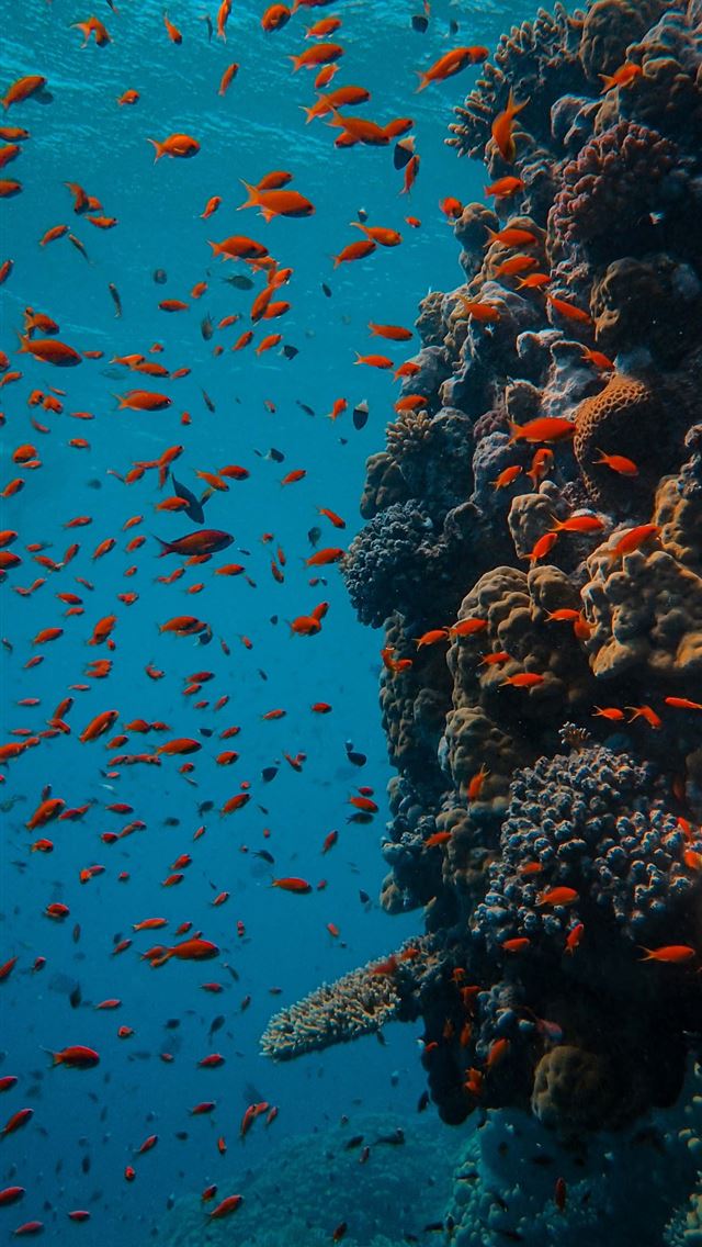 1290x2796 school of orange fish -  iPhone Wallpaper
