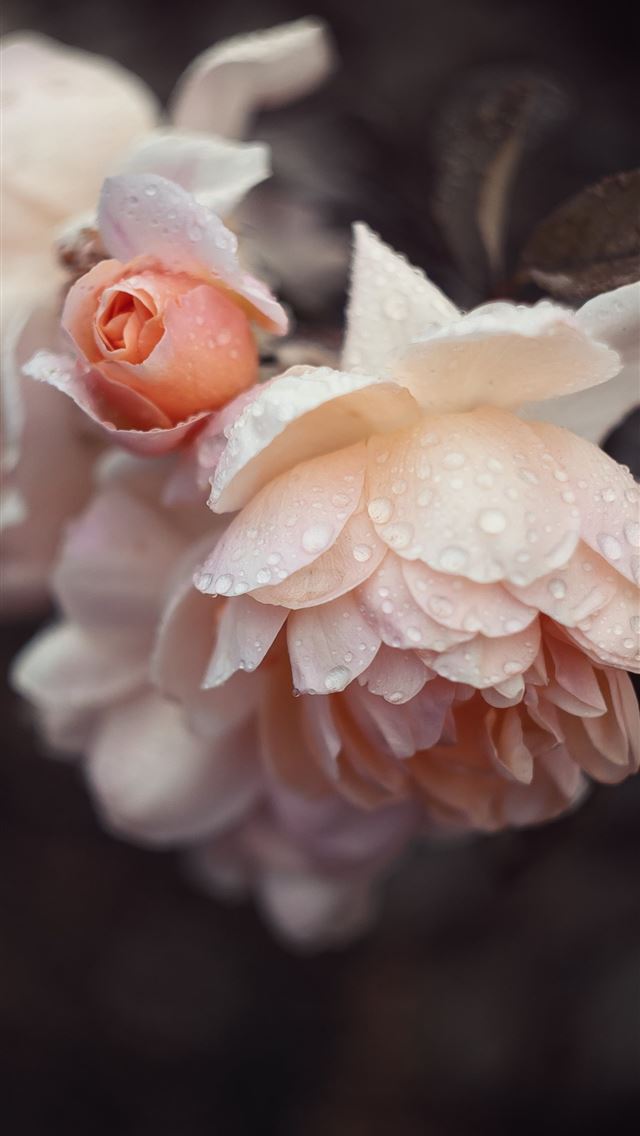 1290x2796 white and red flower in macro lens -  iphone 14 Wallpaper