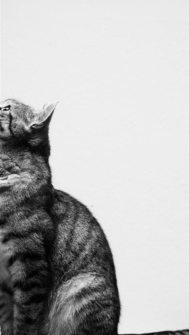 1290x2796 black and grey tabby cat -  iphone 14 Wallpaper