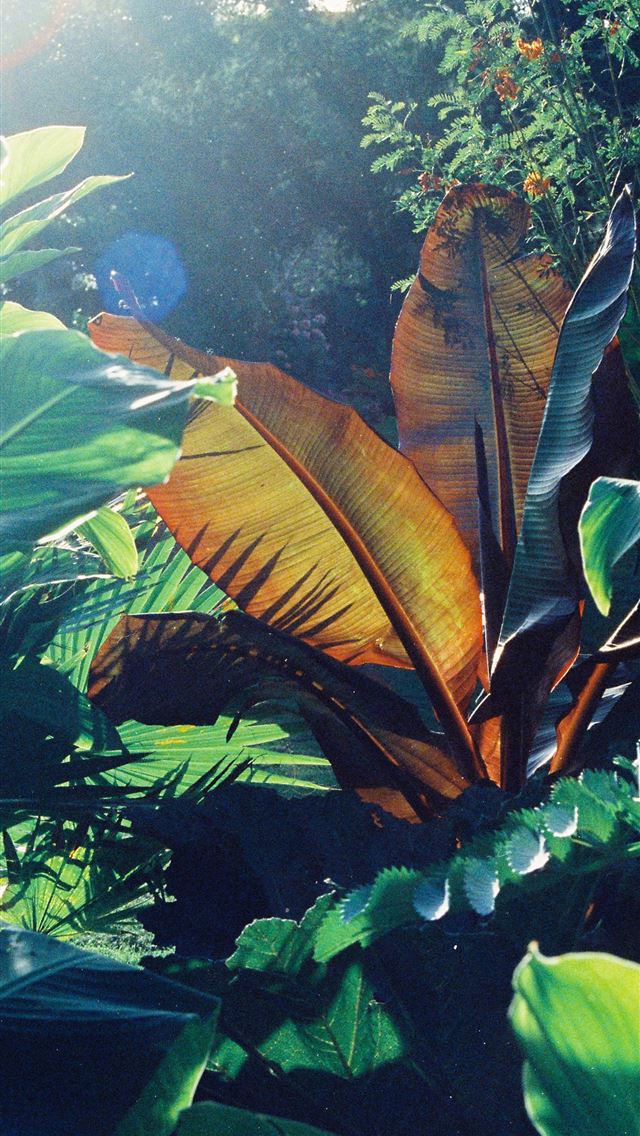 1290x2796 green and brown leaf plant - tree iPhone Wallpaper
