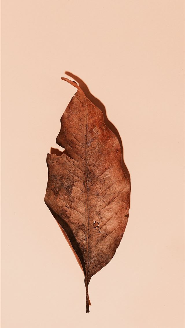 1290x2796 brown leaf -  iphone 14 Wallpaper