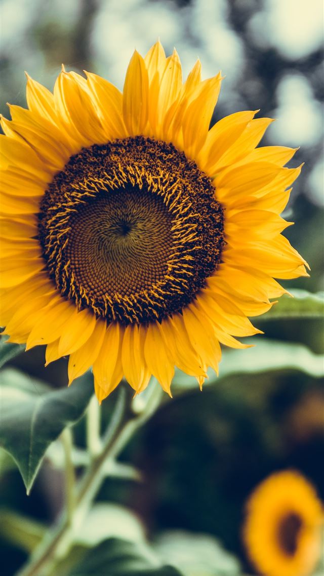 1290x2796 selective focus photography of sunflower - beautiful iPhone Wallpaper