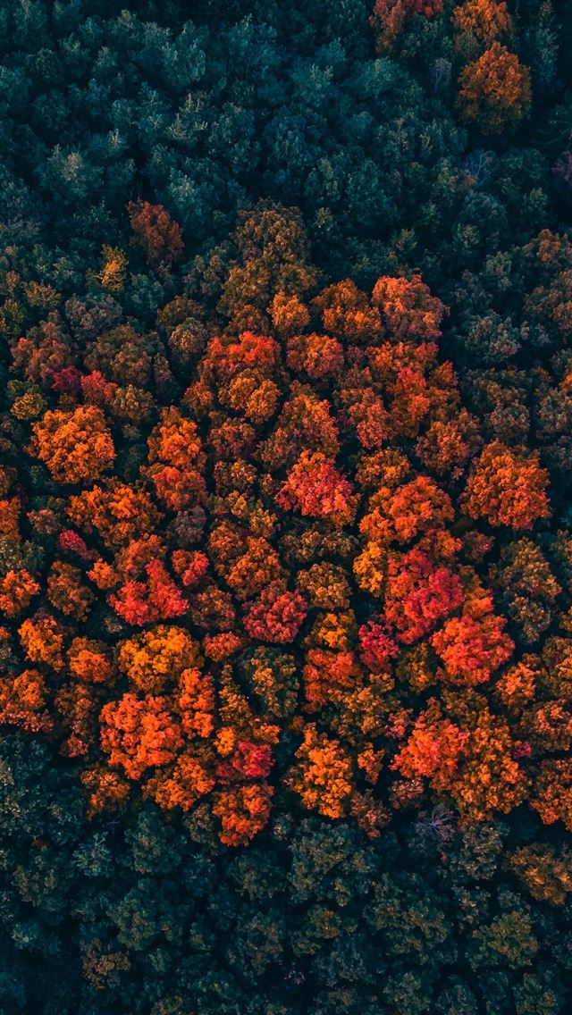 1290x2796 aerial photography of forest - colorful iPhone Wallpaper