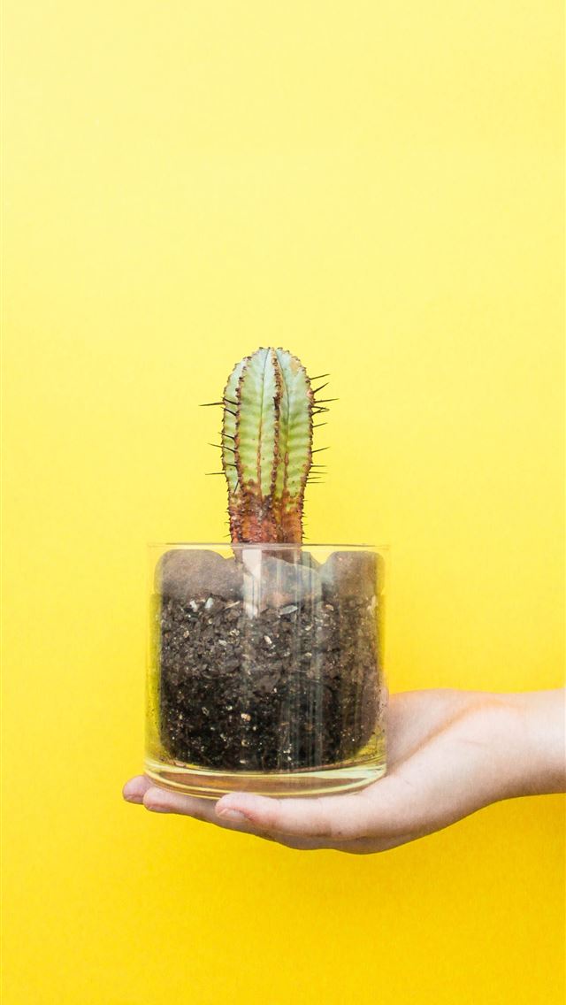 1290x2796 person holding cactus on clear glass pot - yellow iPhone Wallpaper