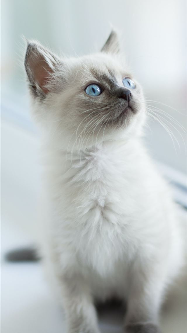 1290x2796 white cat - cute iPhone Wallpaper