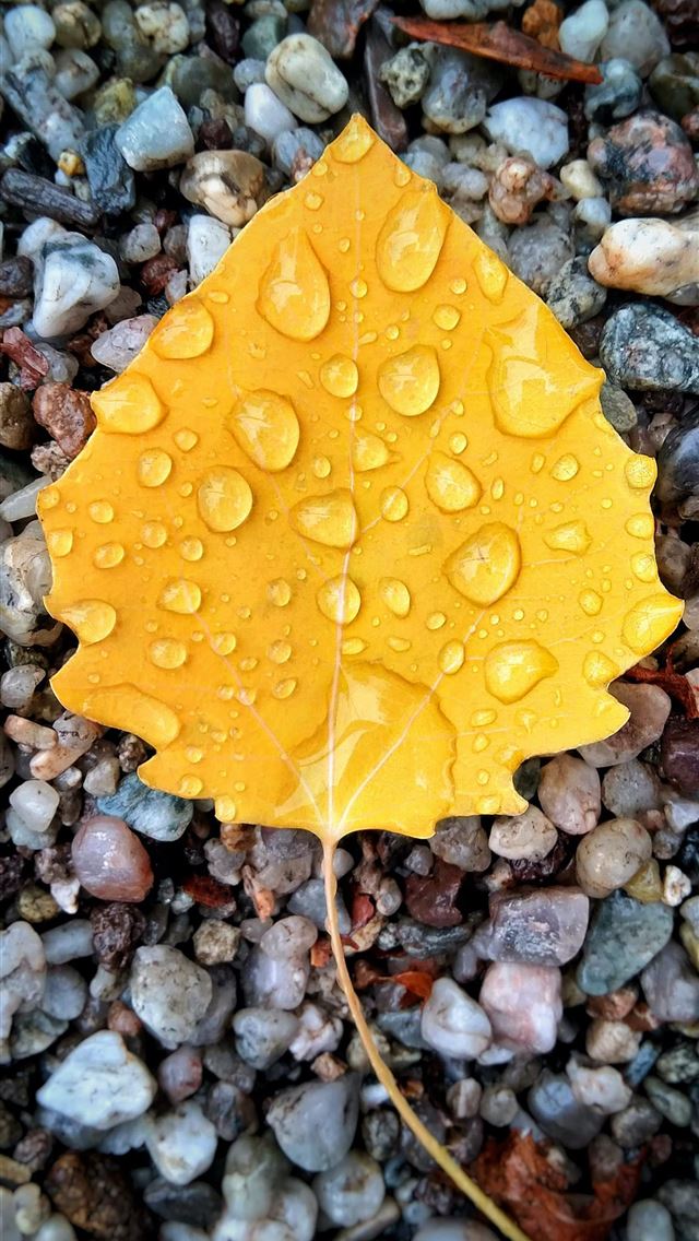 1290x2796 yellow leaf on gravel with dew - yellow iPhone Wallpaper