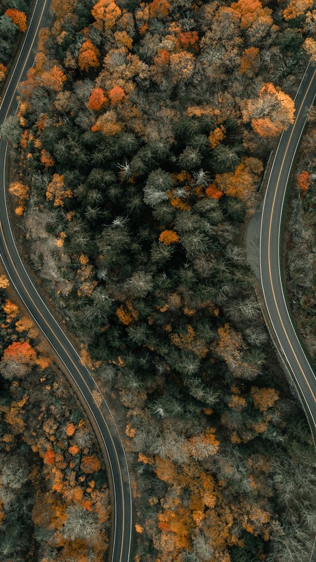 1290x2796 aerial view of road in the middle of trees - autumn iPhone Wallpaper