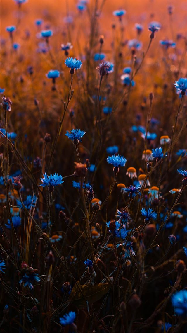 1290x2796 closeup photo of blue petaled flowers - love iPhone Wallpaper