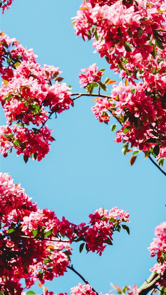 1290x2796 red and green leaf tree under blue sky during dayt... - spring iPhone Wallpaper