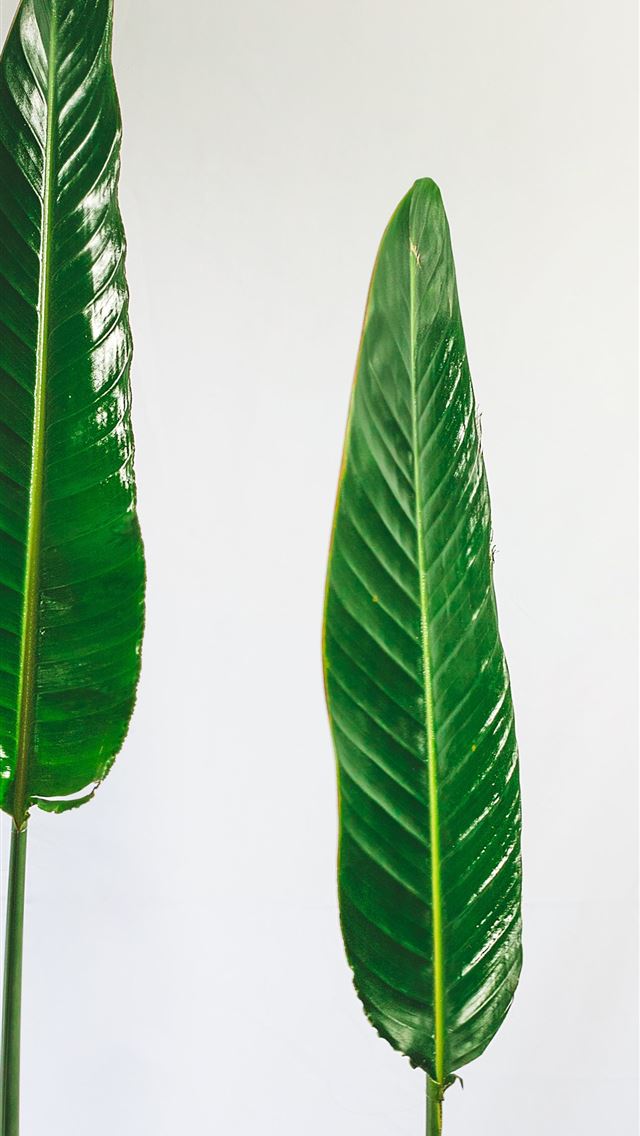 1290x2796 two green leaves -  iphone 14 Wallpaper