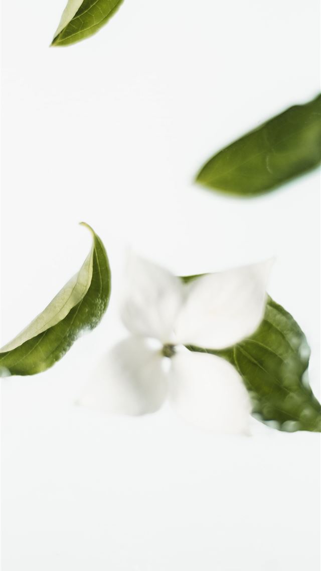1290x2796 green leaves and white flower - leaf iPhone Wallpaper