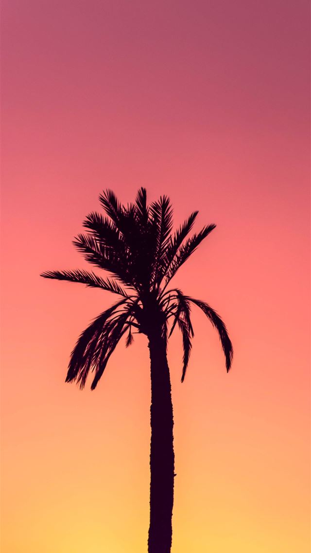 1290x2796 silhouette photography of palm tree - palm tree iPhone Wallpaper