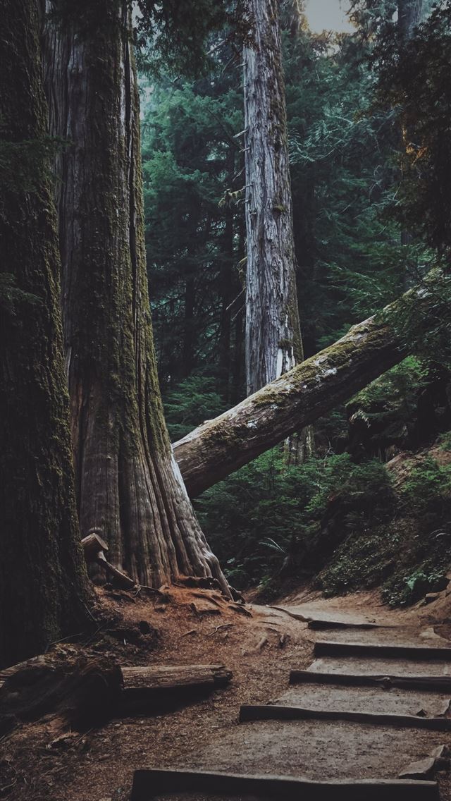 1290x2796 forest trees with pathway -  iphone 14 Wallpaper