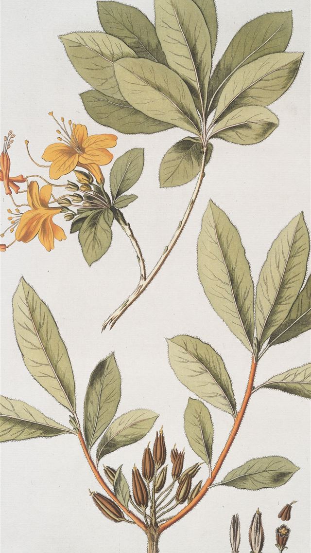 1290x2796 Azalea pontica -  iphone 14 Wallpaper