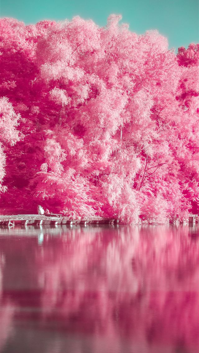 1290x2796 pink trees beside body of water during daytime - pink iPhone Wallpaper