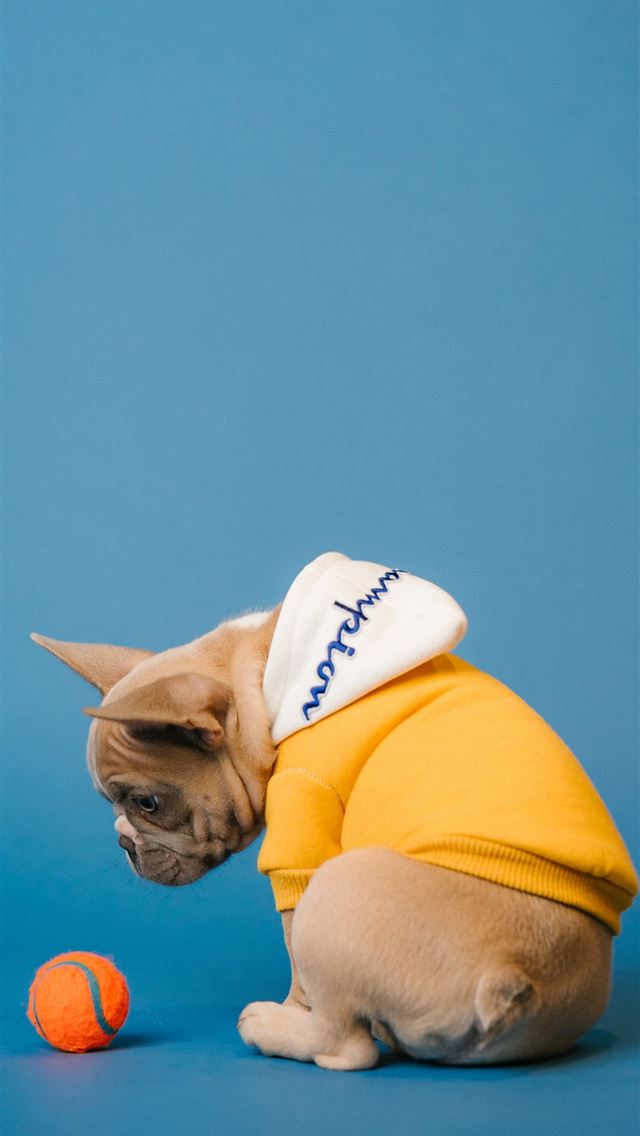 1290x2796 fawn pug wearing yellow hat - cute iPhone Wallpaper