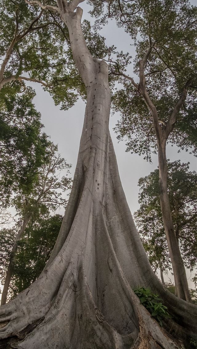 1290x2796 cluster of green foliage trees - tree iPhone Wallpaper