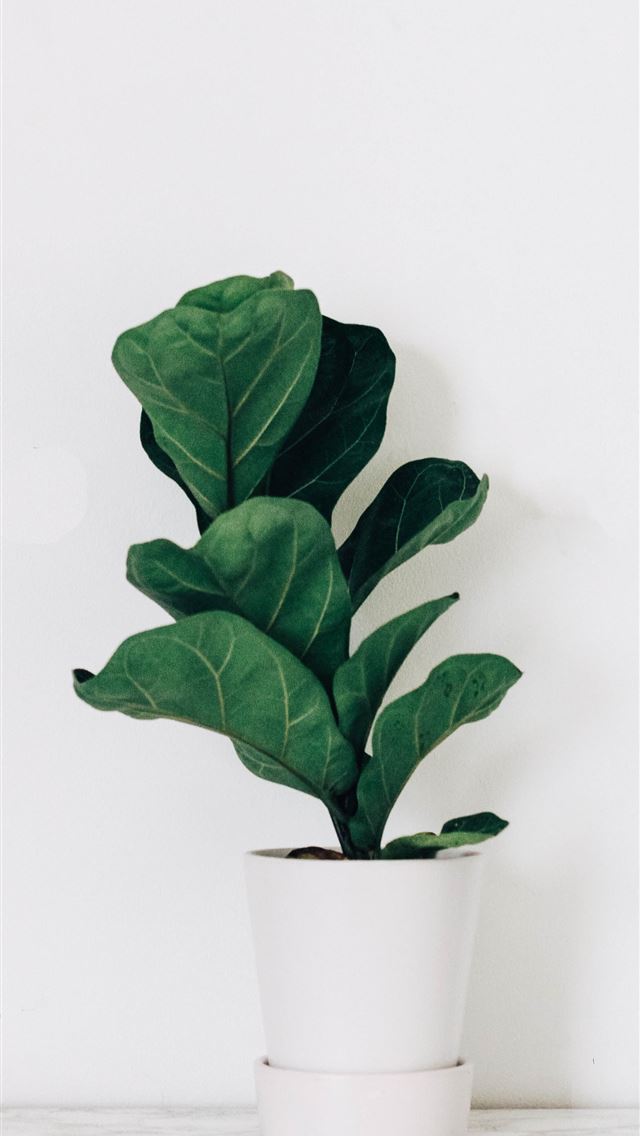 640x1136 green leafed plant in white pot -  iPhone Wallpaper