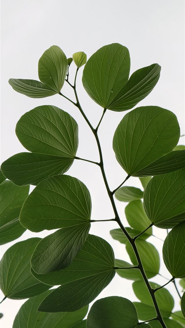 1290x2796 green leaves on white background - green iPhone Wallpaper