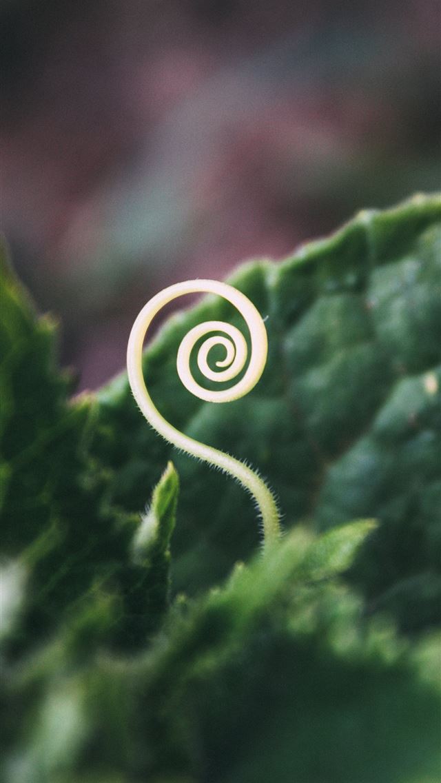 1290x2796 macro photography of green leaves - plant iPhone Wallpaper