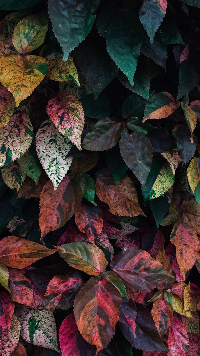 1290x2796 pink green and yellow leafed plant - leaf iPhone Wallpaper