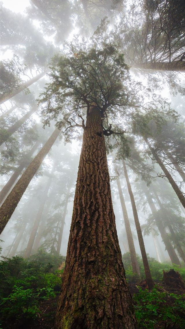 1290x2796 low angle photography of green leaf tree - tree iPhone Wallpaper