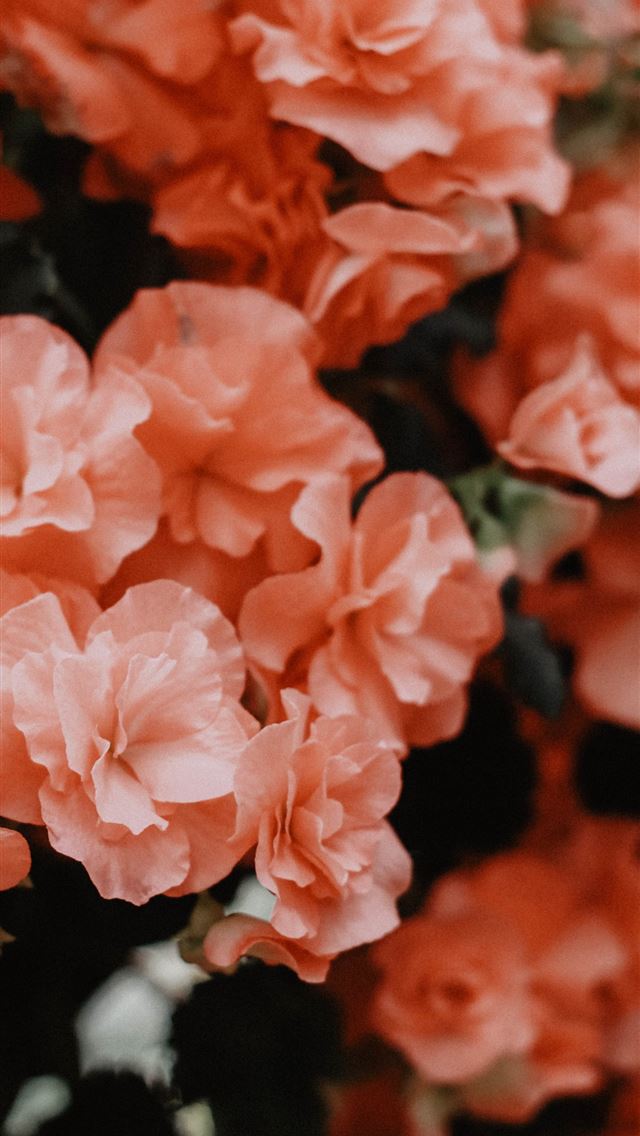 1290x2796 red petaled flowers -  iphone 14 Wallpaper