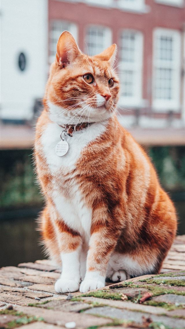 1290x2796 selective focus photography of orange and white ta... - cat iPhone Wallpaper