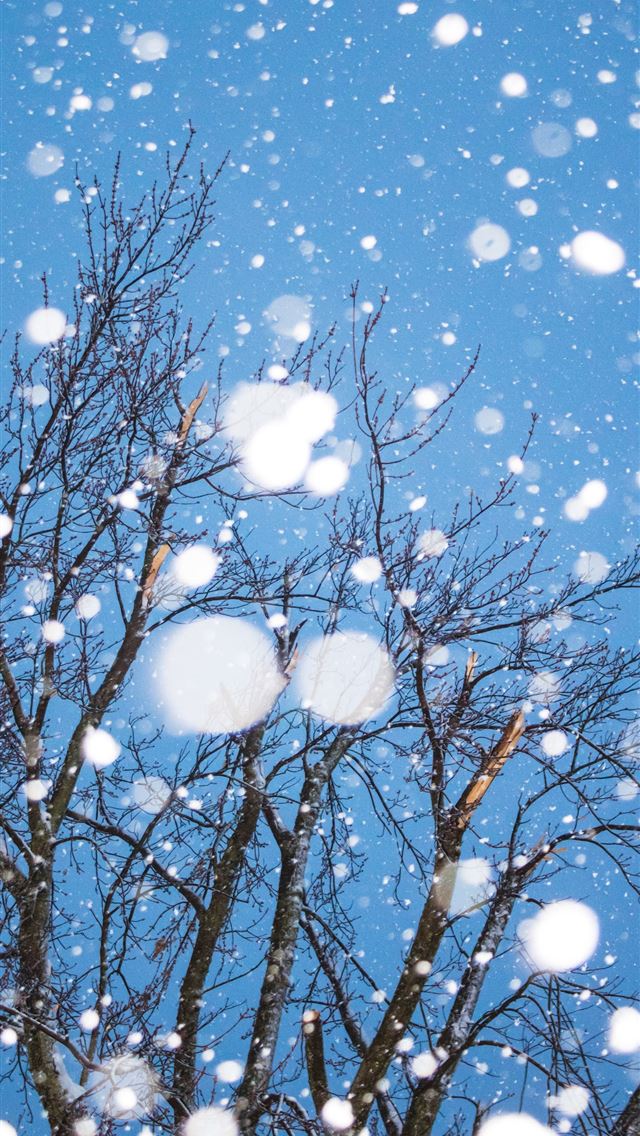 1290x2796 white and blue balloons on bare tree -  iphone 14 Wallpaper