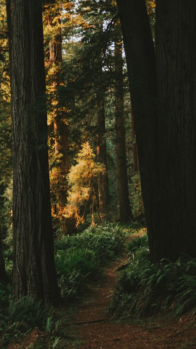 1290x2796 landscape photography of forest -  iphone 14 Wallpaper