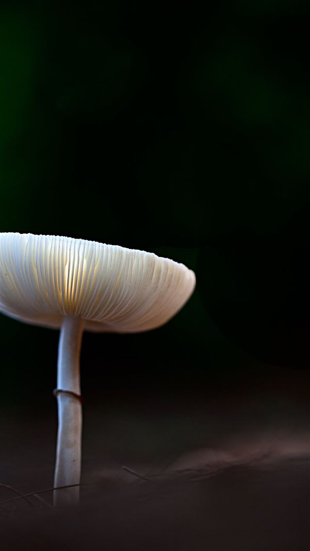 1290x2796 view of tiny white mushroom - spring iPhone Wallpaper