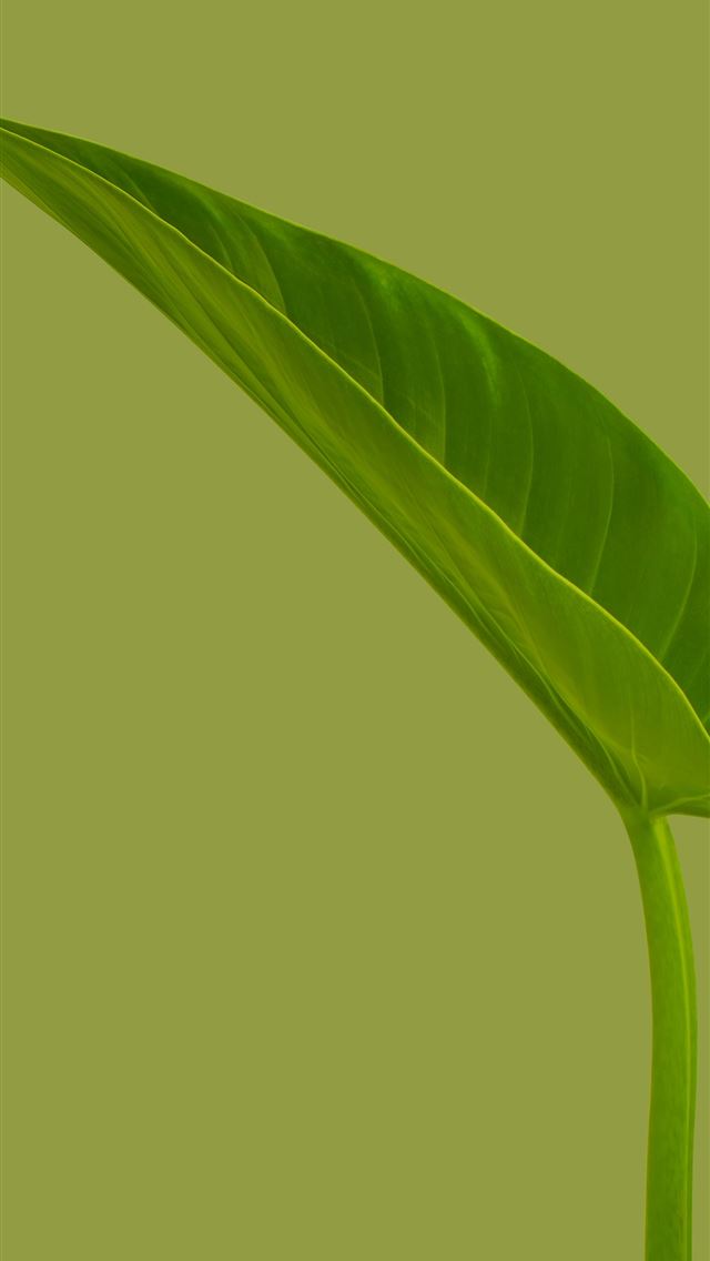 1290x2796 green leaf with green background - leaf iPhone Wallpaper