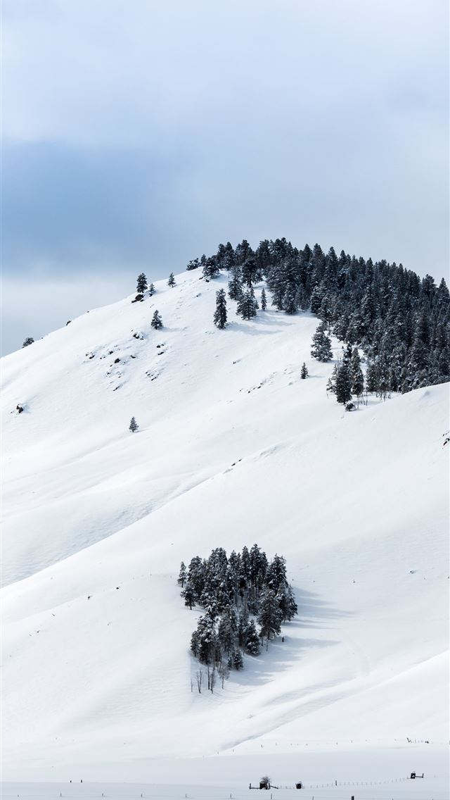 1290x2796 green trees on mountain during daytime - winter iPhone Wallpaper