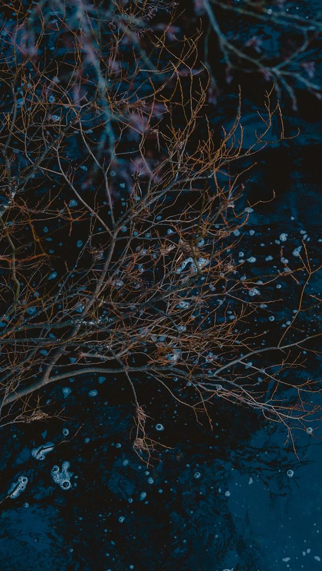 1290x2796 tree branch on body of water - quotes iPhone Wallpaper