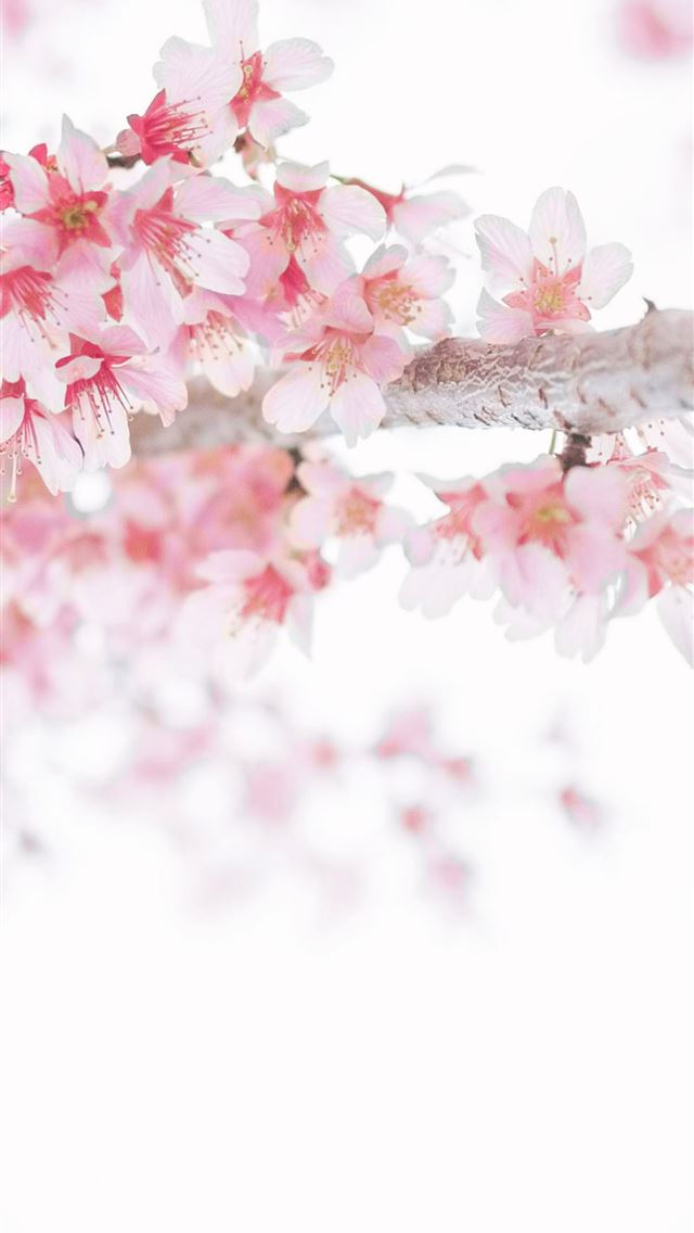1290x2796 pink cherry blossoms - japan iPhone Wallpaper