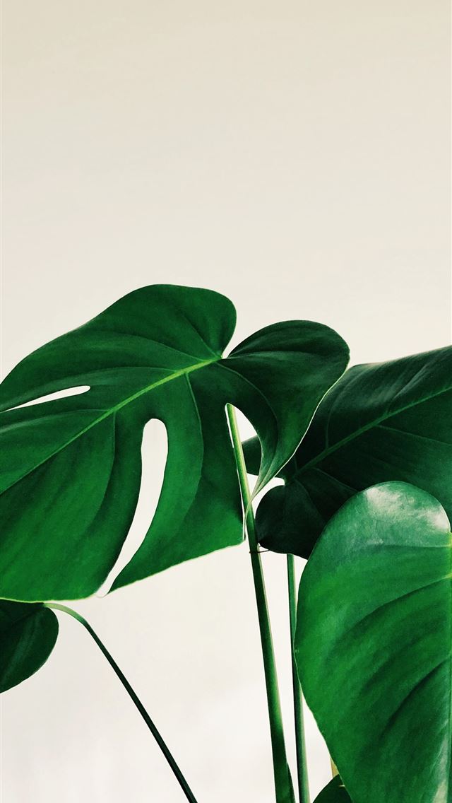 1290x2796 green leaves on white background - plant iPhone Wallpaper