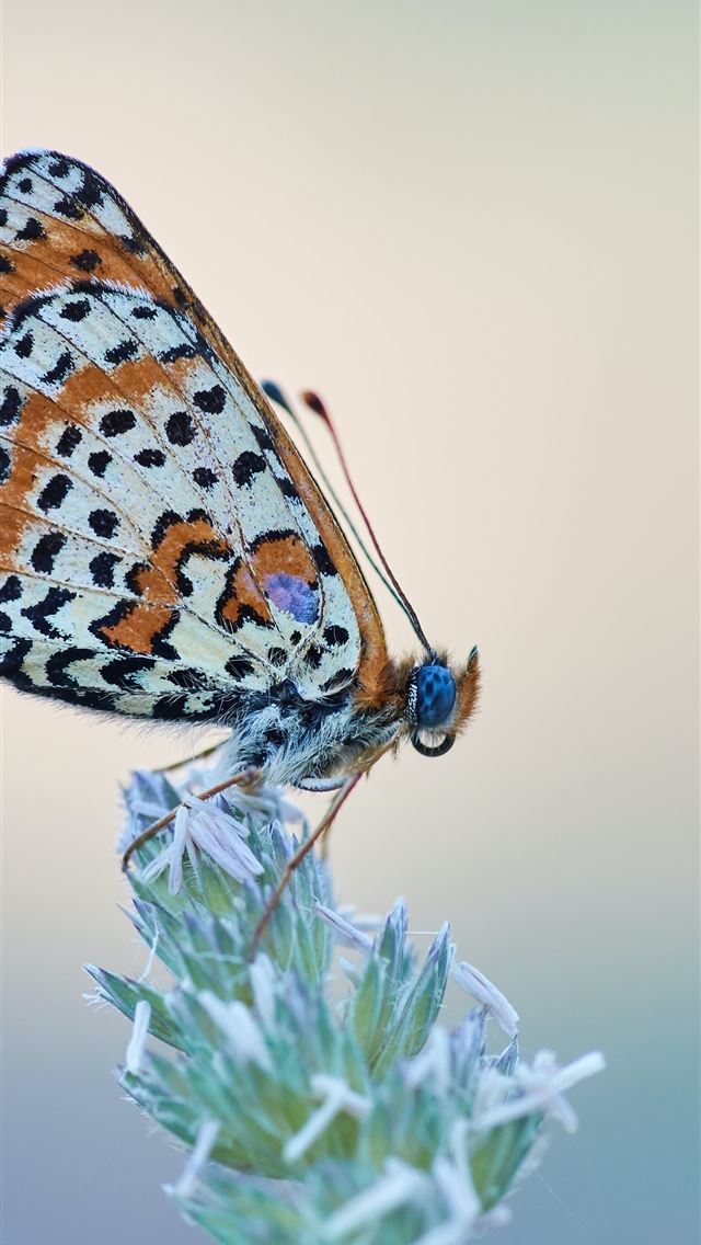 1290x2796 brown and black butterfly perching on flower - butterfly iPhone Wallpaper
