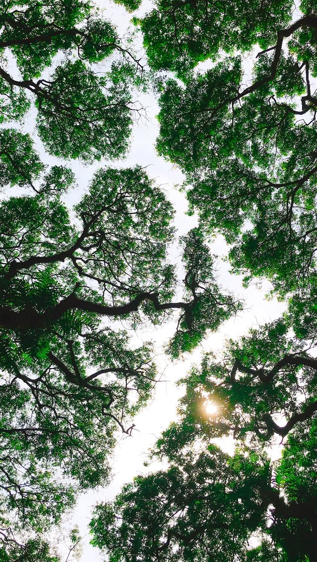 1290x2796 low angle photo of green trees -  iphone 14 Wallpaper