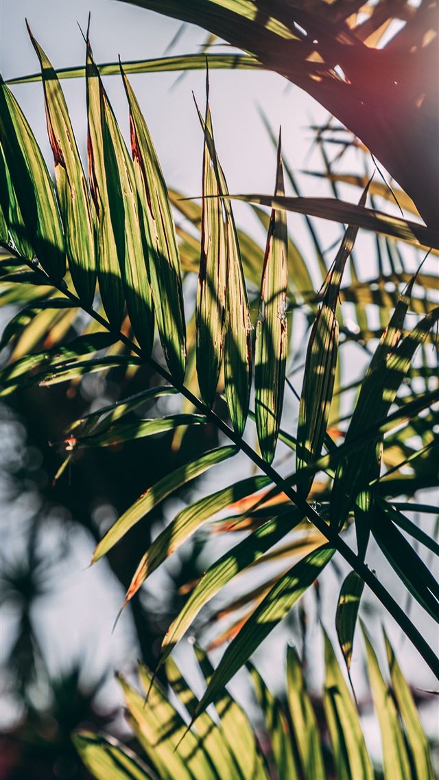 1290x2796 green leafed plant during daytime -  iphone 14 Wallpaper