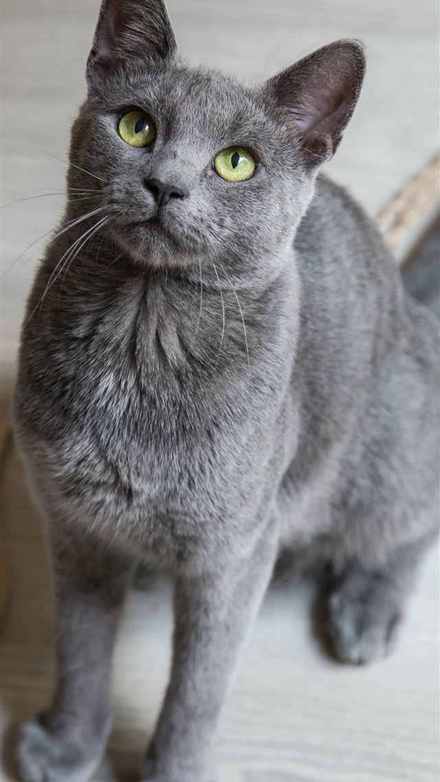 1290x2796 russian blue cat on white floor - cat iPhone Wallpaper