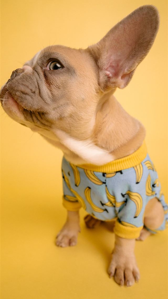 1290x2796 brown short coated small dog in blue and white pol... -  iphone 14 Wallpaper