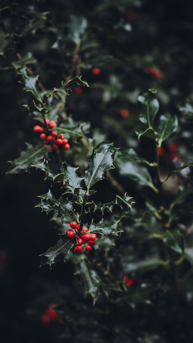 1290x2796 red fruit closeup photography - christmas iPhone Wallpaper
