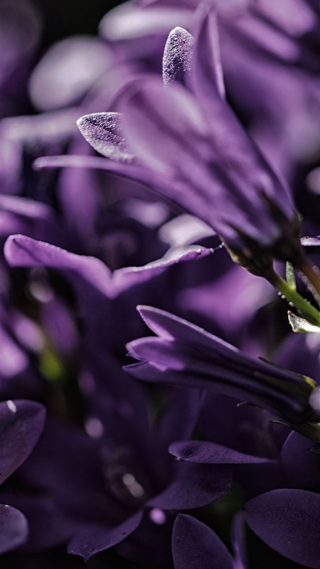 1290x2796 focus photo of purple petaled flower - purple iPhone Wallpaper