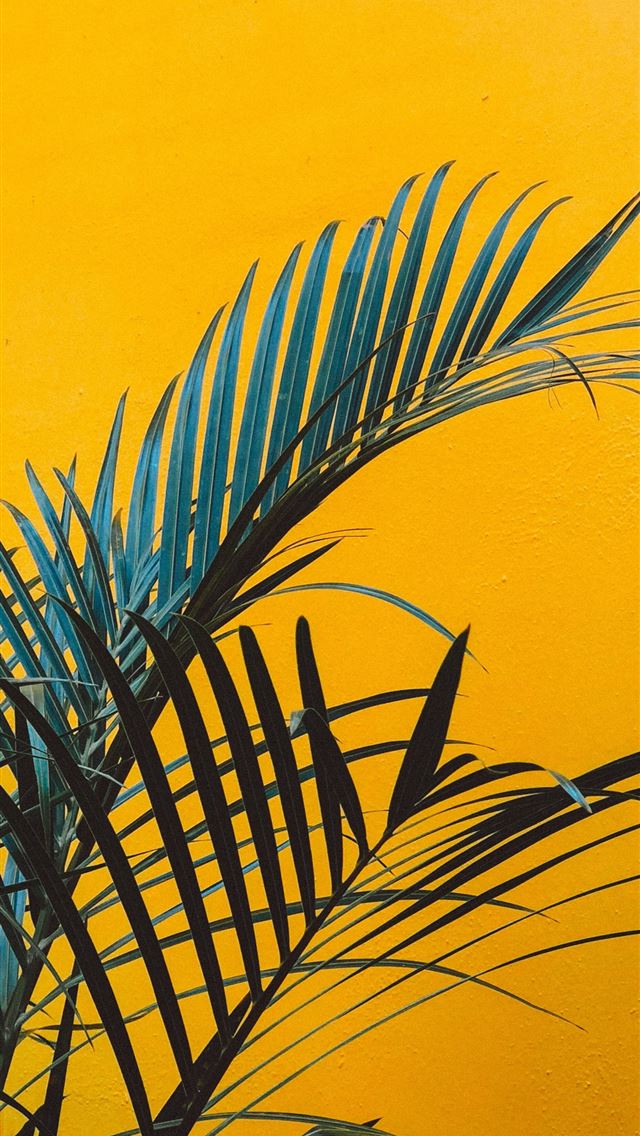 1290x2796 green plant beside yellow wall - palm tree iPhone Wallpaper